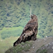 Golden Eagle
