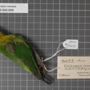 Golden-fronted Leafbird