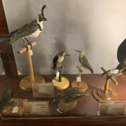 Golden-fronted Woodpecker