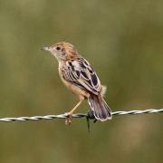 Golden-headed Cisticola