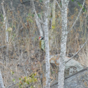 Golden-olive Woodpecker