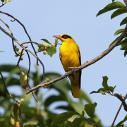 Golden Oriole