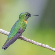 Golden-tailed Sapphire
