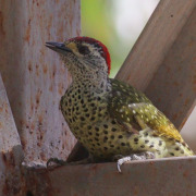 Golden-tailed Woodpecker