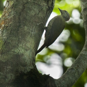 Golden-tailed Woodpecker