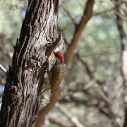 Golden-tailed woodpecker