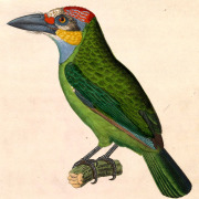 Golden-throated Barbet