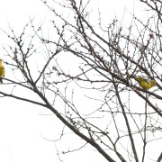 Golden Vireo
