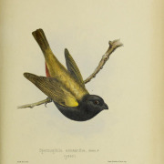 Golden-winged Saltator