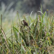 Grauer's Swamp Warbler