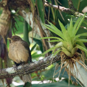 Gray-cheeked Thrush