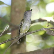 Gray-collared Becard