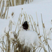 Gray-crowned Rosy-Finch