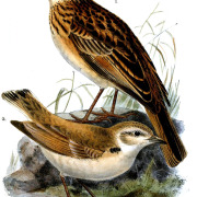Gray's Lark