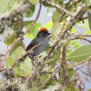 Gray-throated Warbler