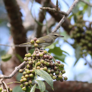 Gray Vireo