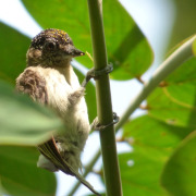 Grayish Piculet