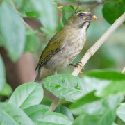 Lesser Antillean Saltator