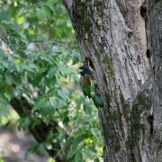 Great Barbet