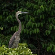 Great-billed Heron