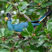 Great Blue Turaco