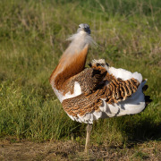 Great Bustard