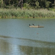 Great Cormorant