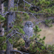 Great Grey Owl