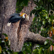 Great Hornbill