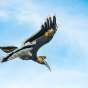 Great Hornbill