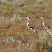 Great Indian Bustard