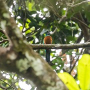 Great Jacamar