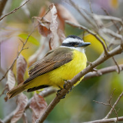 Great Kiskadee