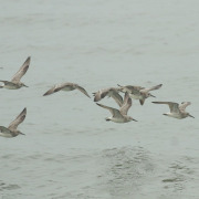 Great Knot