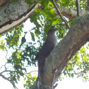 Great Lizard-Cuckoo
