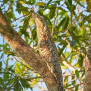 Great Potoo