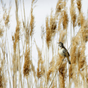 Great Reed Warbler