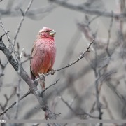 Great Rosefinch