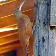 Great Rufous Woodcreeper