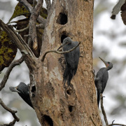 Great Slaty Woodpecker