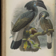 Great Slaty Woodpecker