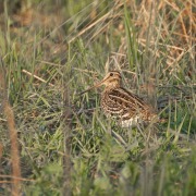 Great Snipe