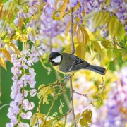 Great Tit