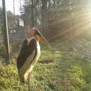 Greater Adjutant