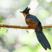 Greater Coucal
