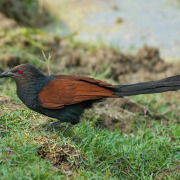 Greater Coucal