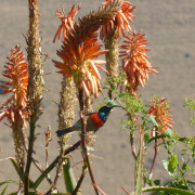 Greater Double-collared Sunbird