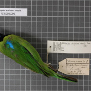 Greater Green Leafbird
