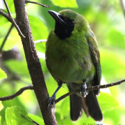 Greater Green Leafbird