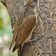 Greater Honeyguide